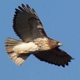 12SB9049 Red-tailed Hawk in Early Morning Light